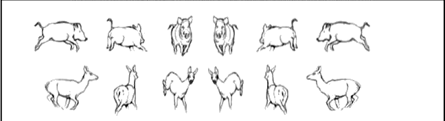 Wildposen